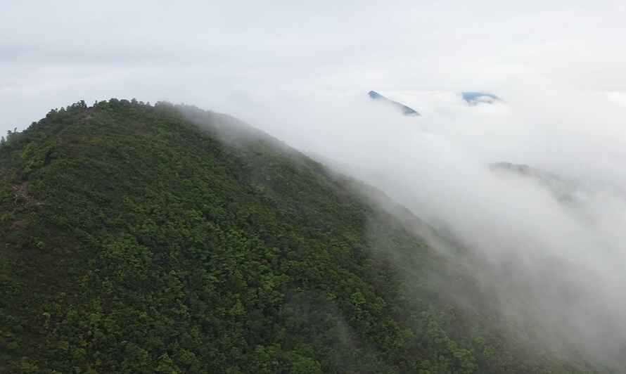 The Foggy Hills